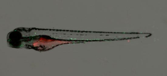 Zebrafish larvae with green neutrophils 