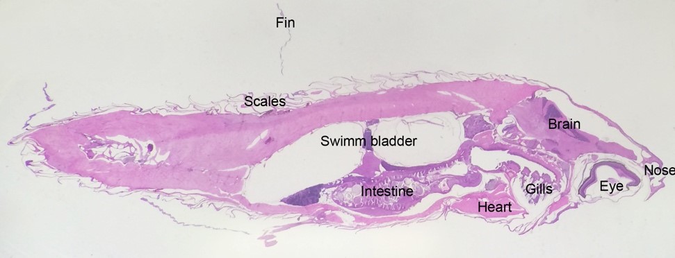 Whole fish in a histological section. 
