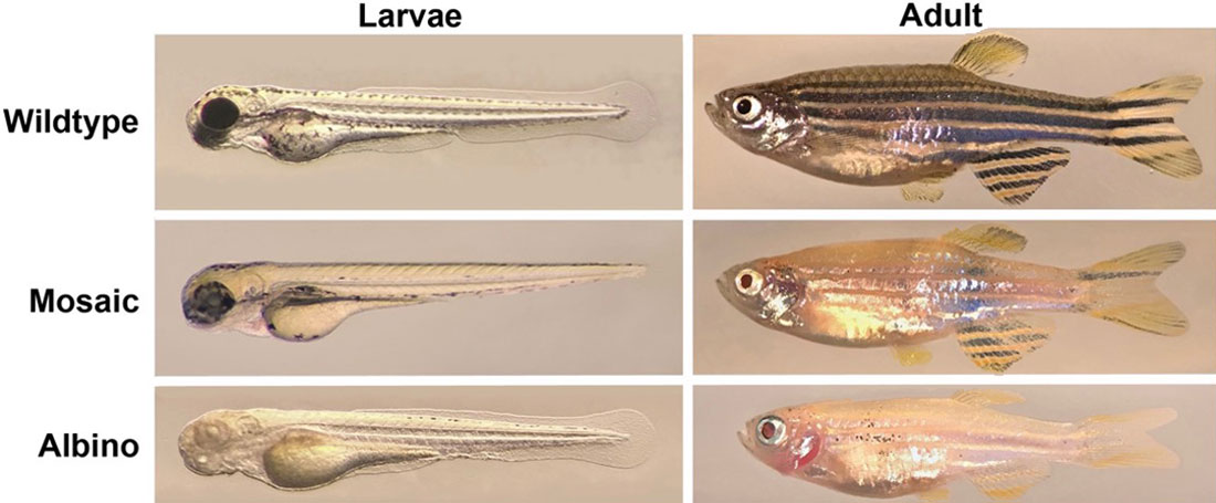 Zebrafish, in their larvae and adult stages, where the tyrosinase gene has been knocked out with CRISPR/Cas9. 