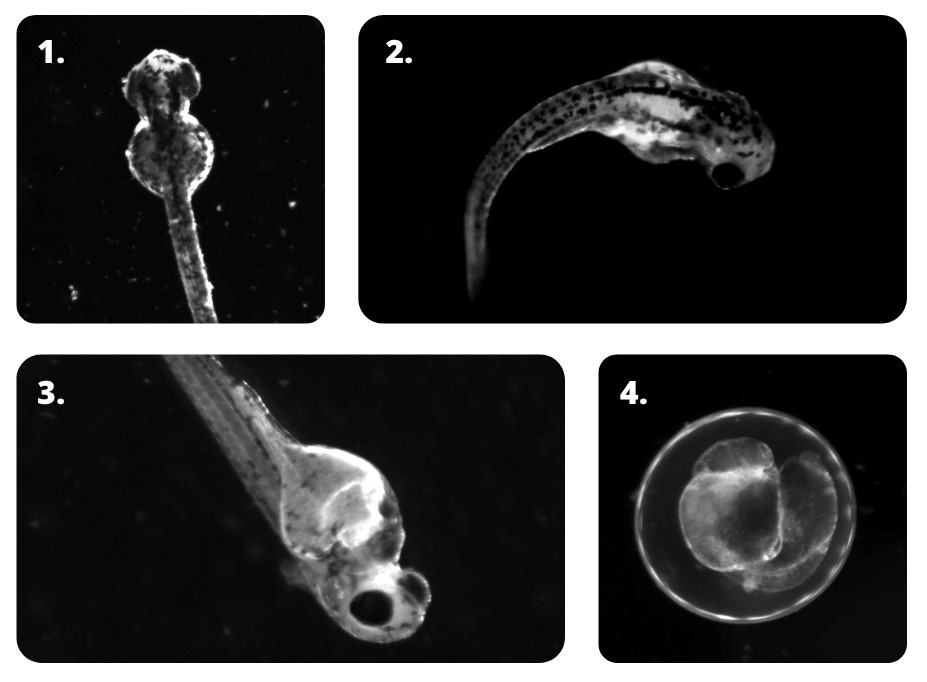 Zebrafish embryo and larvae