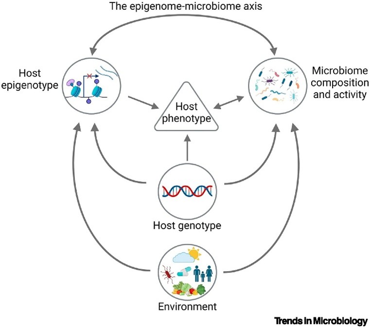 Disentangling holo-omic interactions through the epigenome–microbiome axis