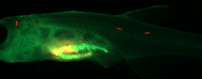 Thirty-day-old TraNac zebrafish larvae with labeled migrating parasites