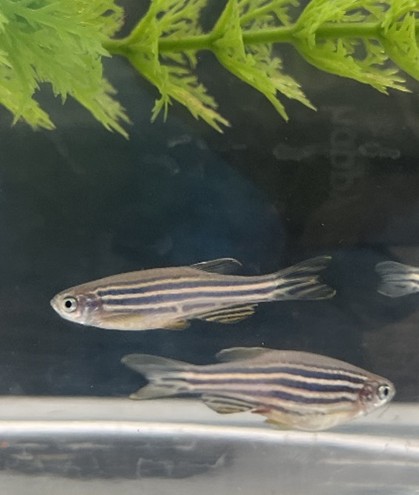 The Tubingen zebrafish (TU) WT-TU