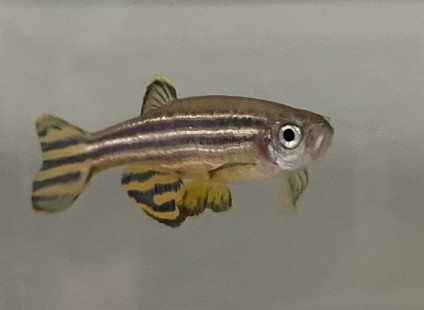 Mfap4 male, Frederiksberg 2026 Picture: Mfap4 male, Frederiksberg 2026