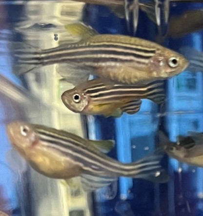 WT-AB, Frederiksberg 2024 Photo - WT-AB, Frederiksberg 2024