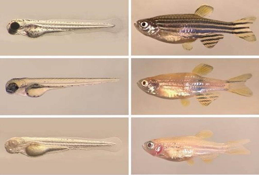 zebrafish