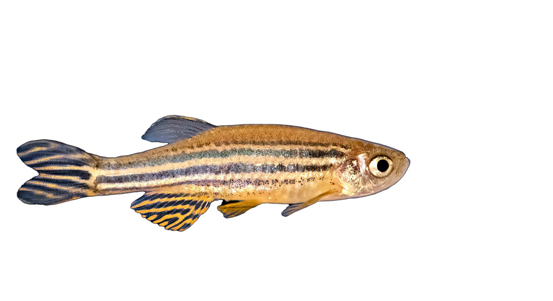 Zebrafish